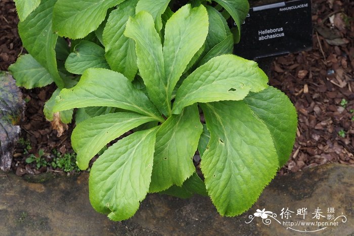 双子叶植物和单子叶植物的区别