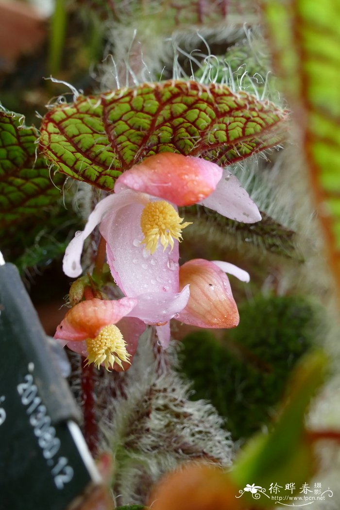 金银花种植技术