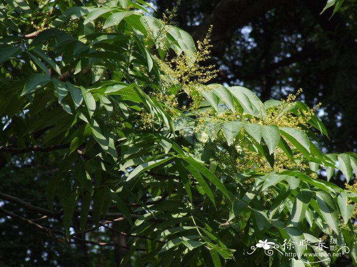 水仙花种植