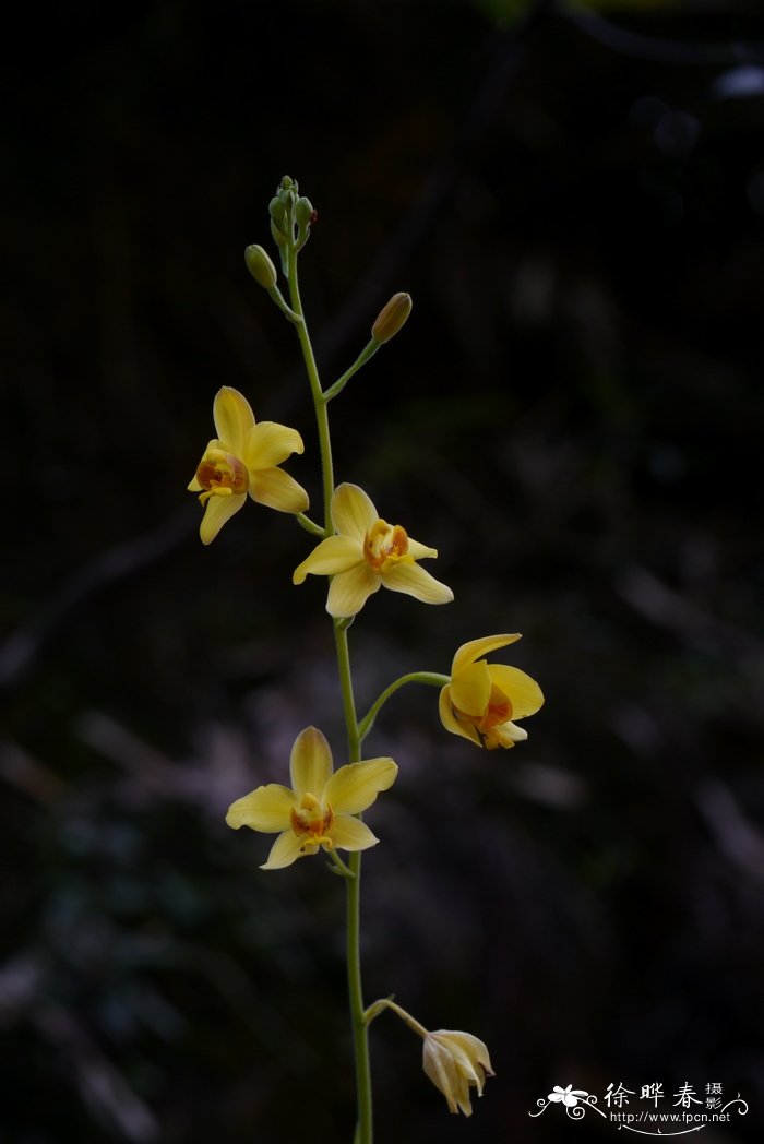 芙蓉树