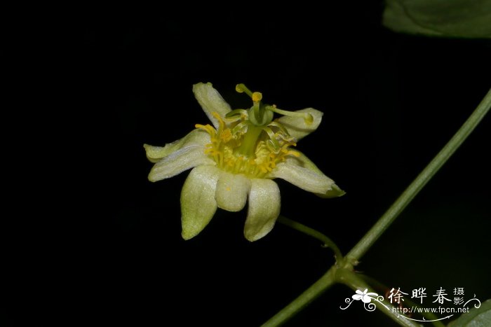 葫芦种植时间和方法