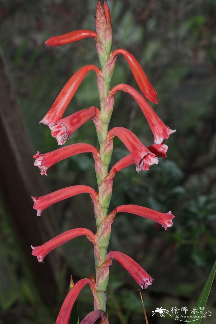 桂花树造型