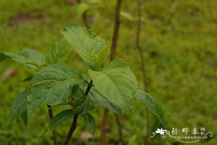 水观音植物图片