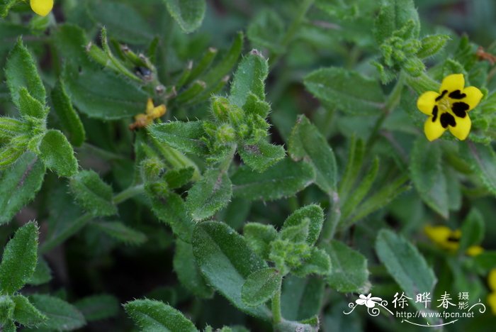 蚕豆种植时间和方法