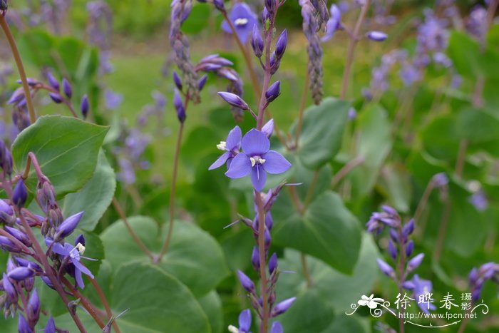 干花可以保留多久