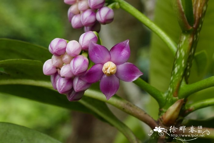 红色玫瑰花