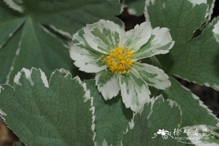 百合花开完花后植株如何处理