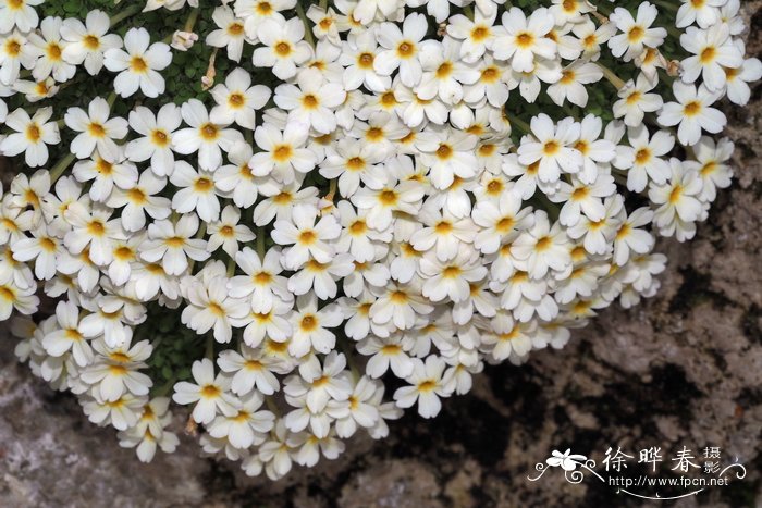 黄木香花为什么叫鬼招手