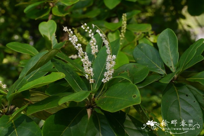 栀子花好养吗