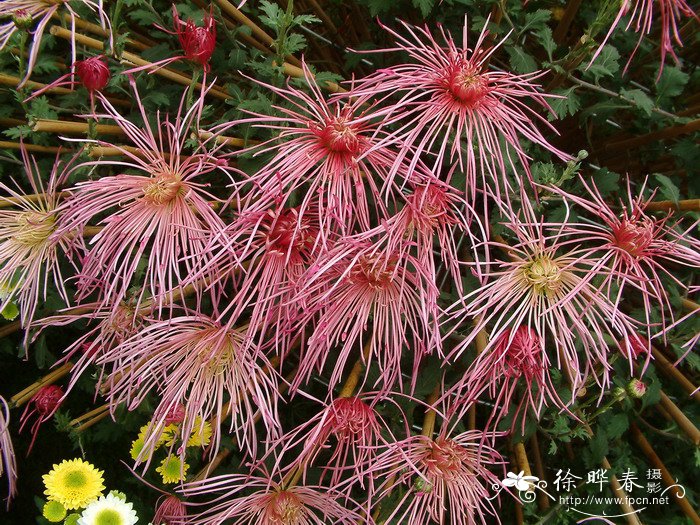 西葫芦种植方法和时间