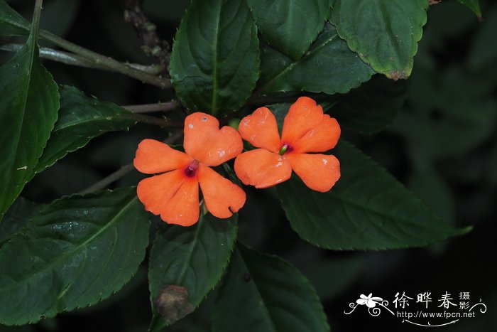 花叶冷水花