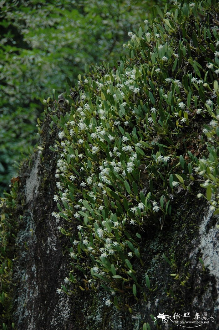 fagus sylvatica