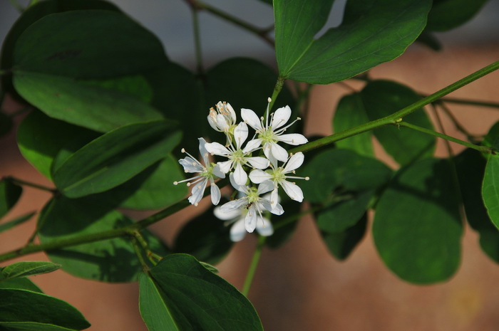 桂花什么时候开