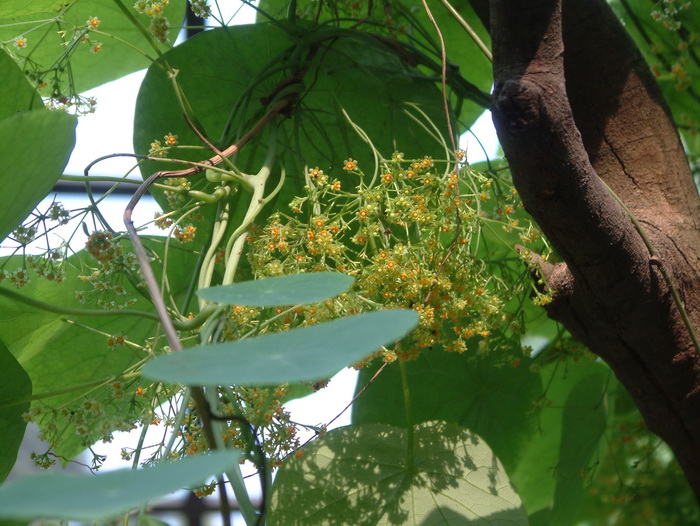 漳州水仙花