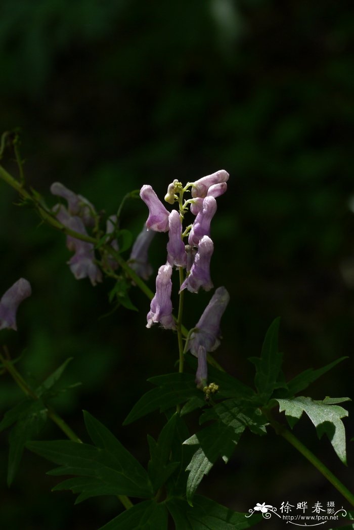 迎春花特点