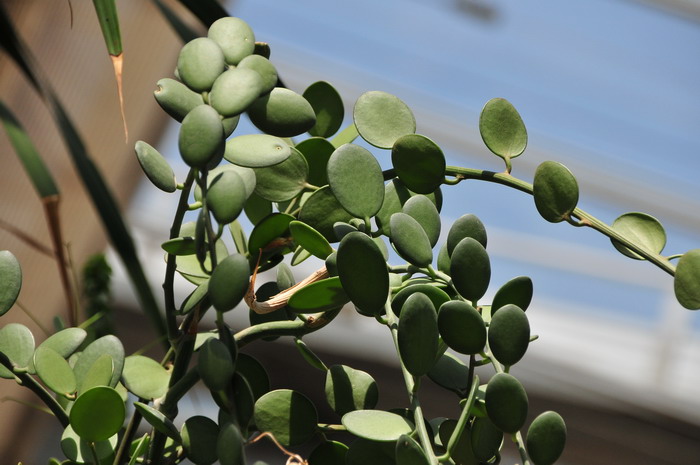 榴莲季节