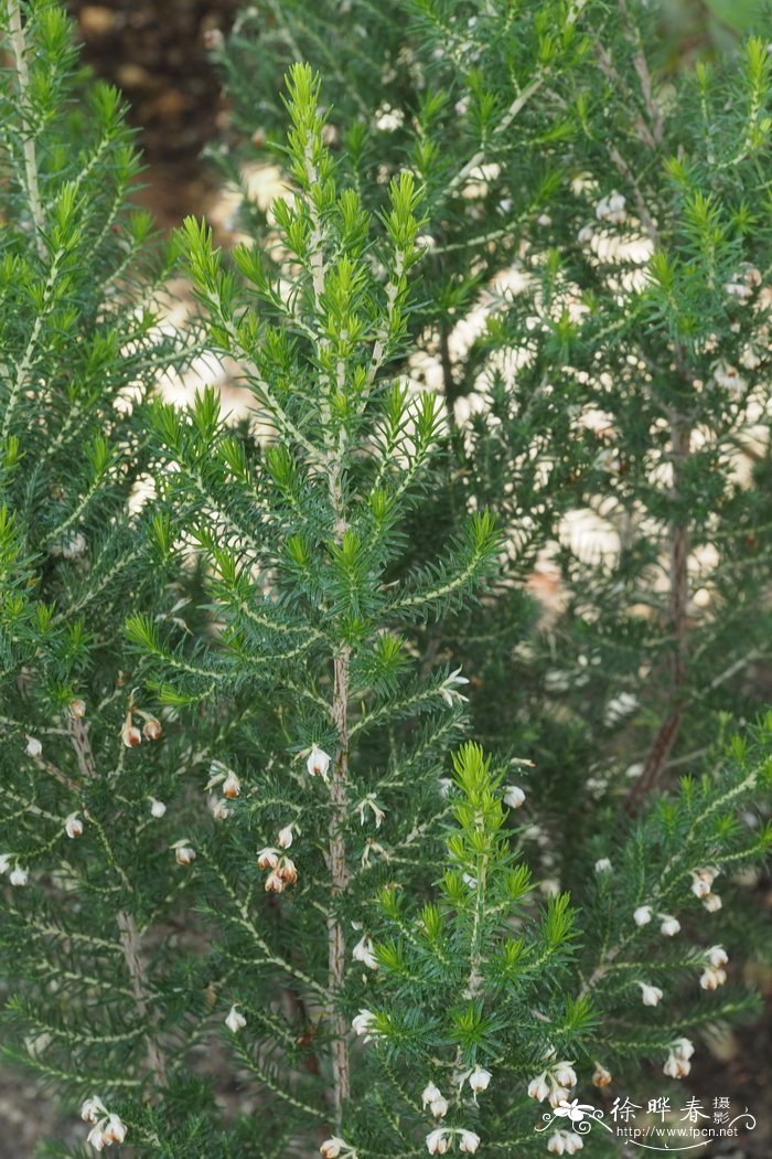 剑叶金鸡菊