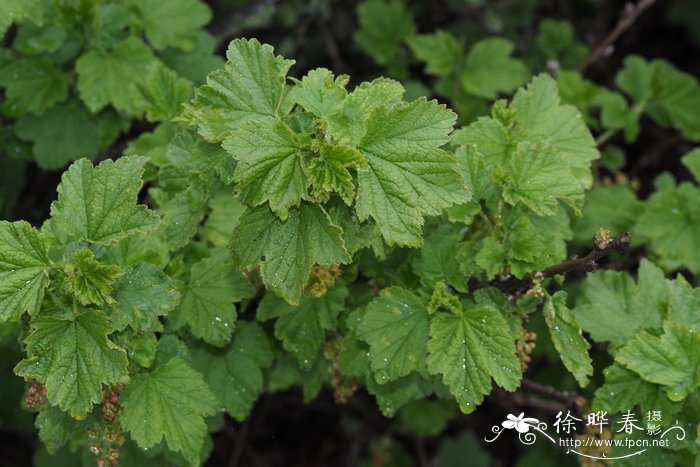 粉色郁金香花语和寓意