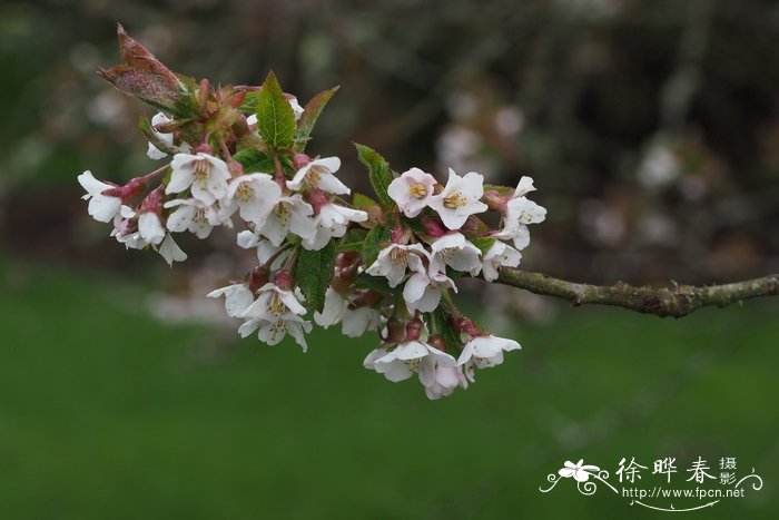 七月开什么花