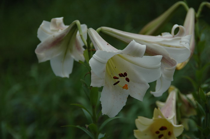 水仙花如何雕刻视频