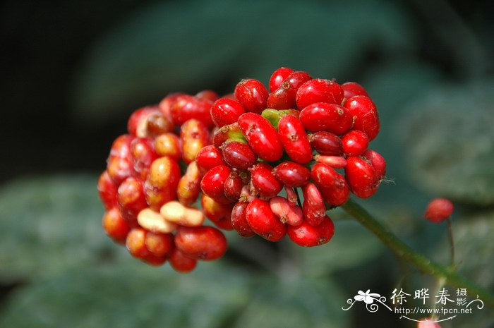 水仙花长什么样