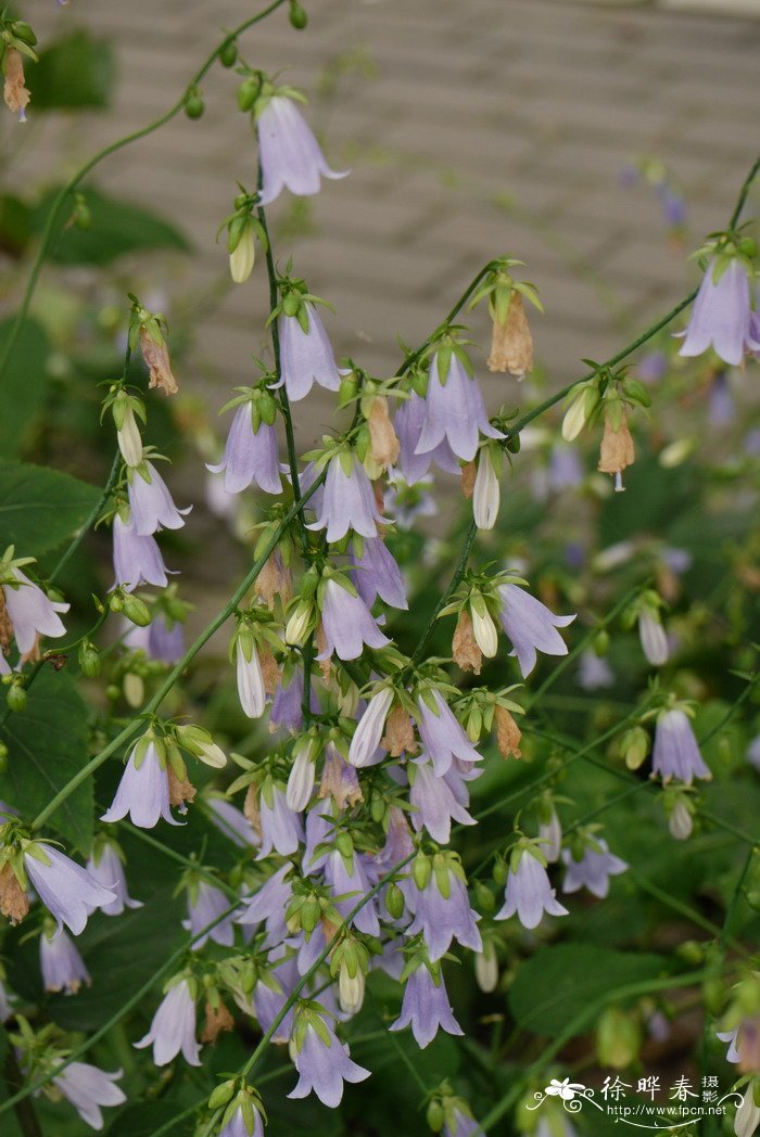 七里香花的养殖方法