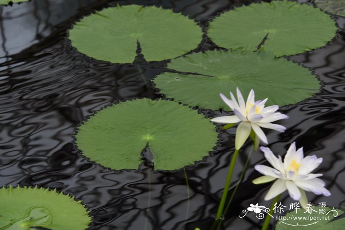 小发财树