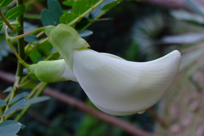 菊花有什么颜色