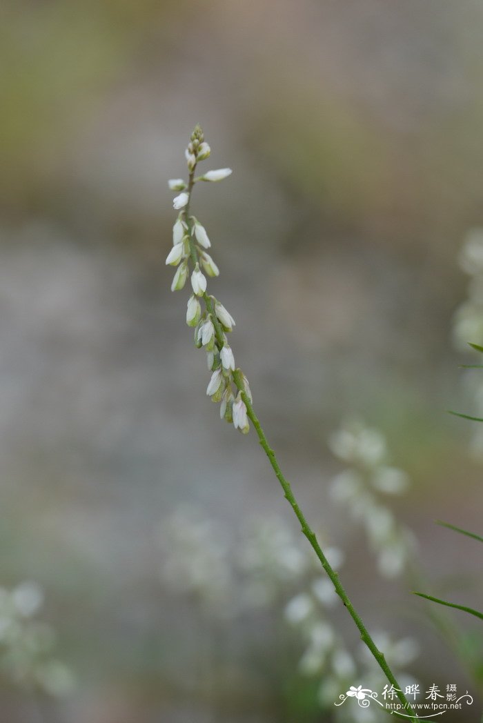 菊花的介绍