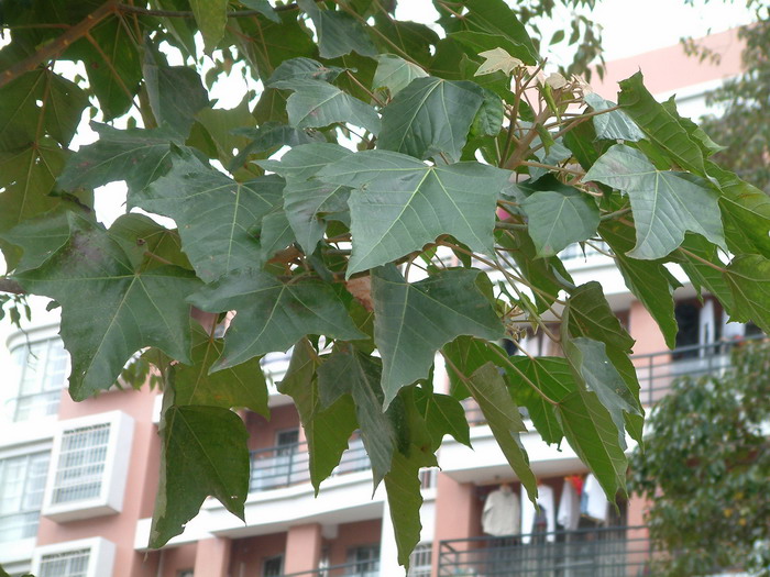 大丽花花语