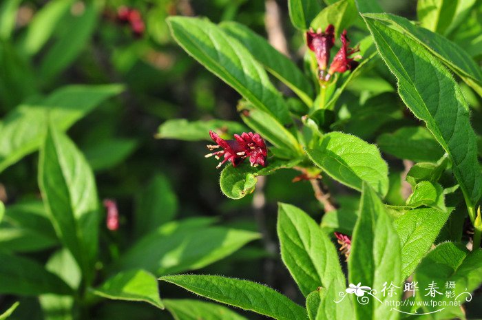 铃兰花图片