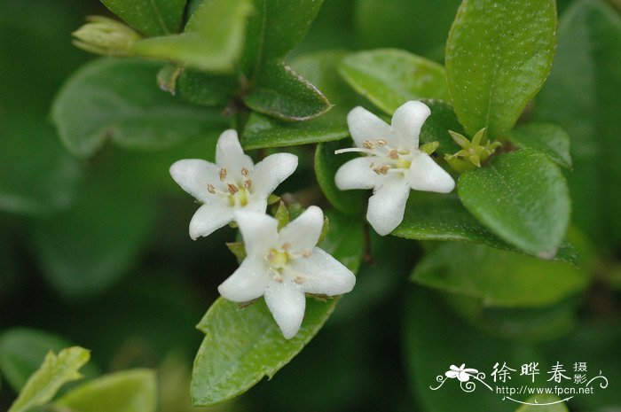 桂味 荔枝