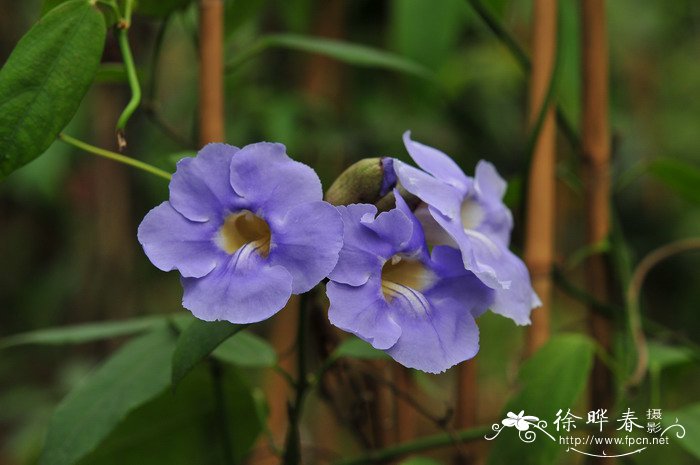 茉莉花花语