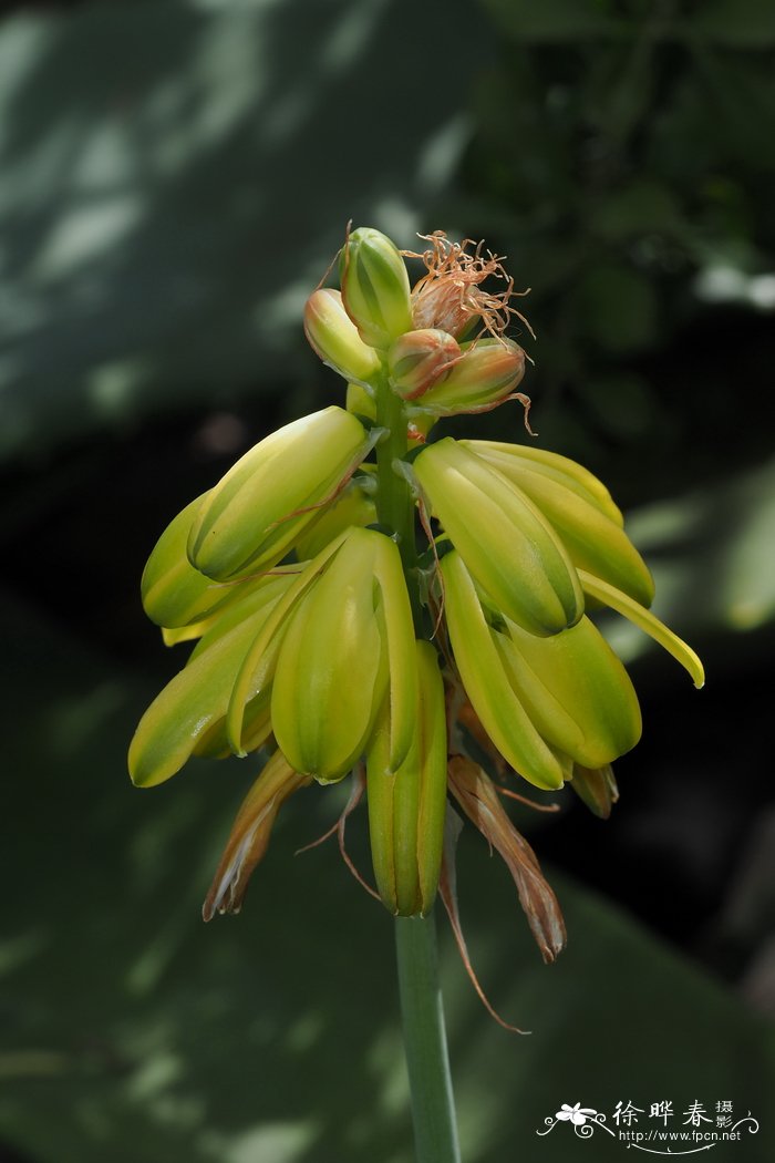 蚕豆种植时间和方法