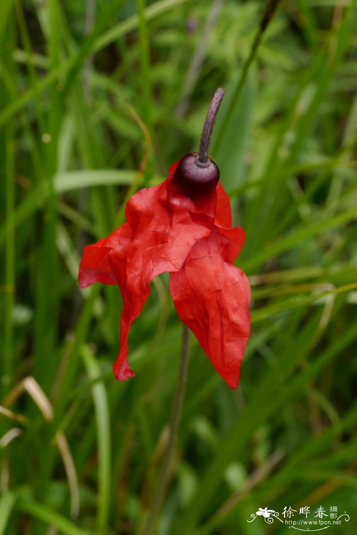 迎春花又名