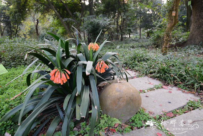 芙蓉花语象征与寓意