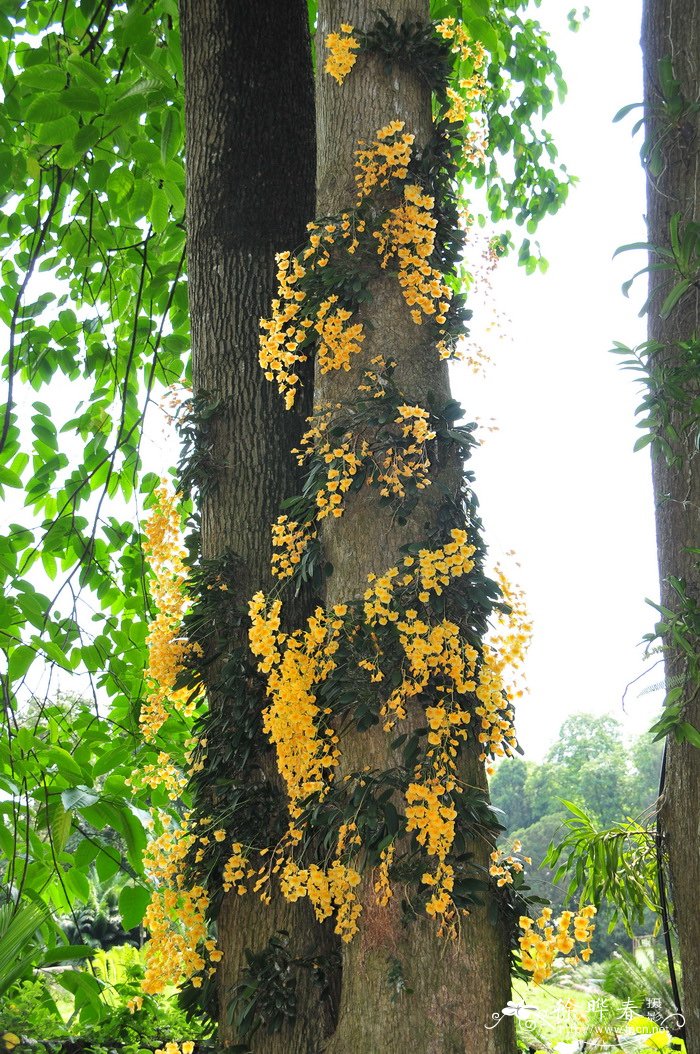 百合花开完花后植株如何处理