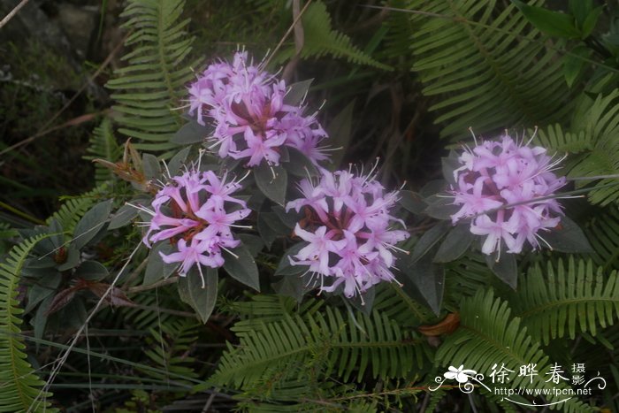 黄木香花为什么叫鬼招手