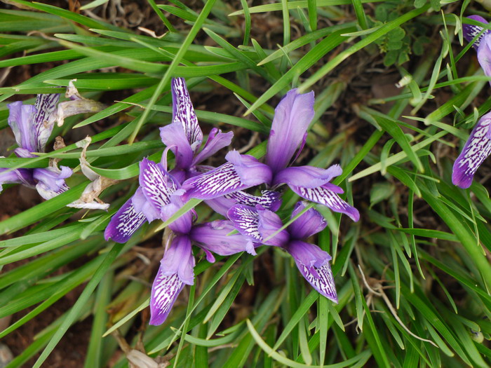 樱花花期