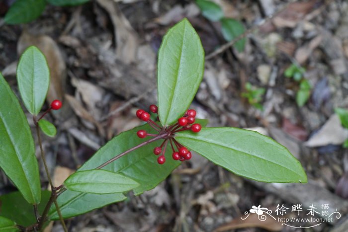 无花果开花吗