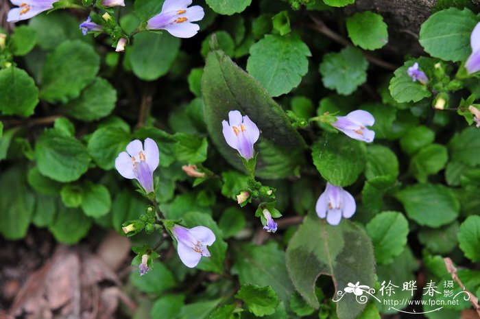 柳树开花吗 什么时候开花