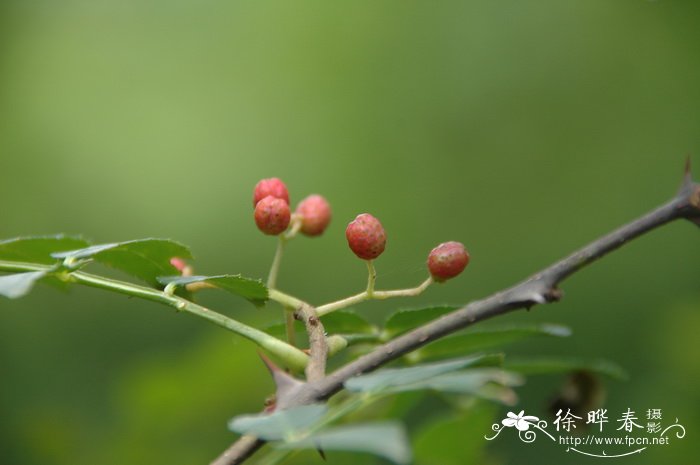 黑枚瑰