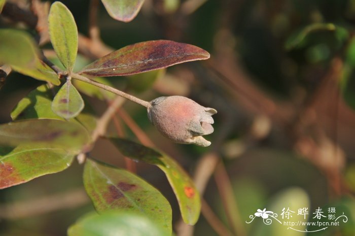 苔藓盆景