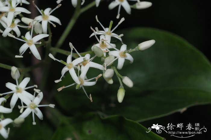 兰花的特点