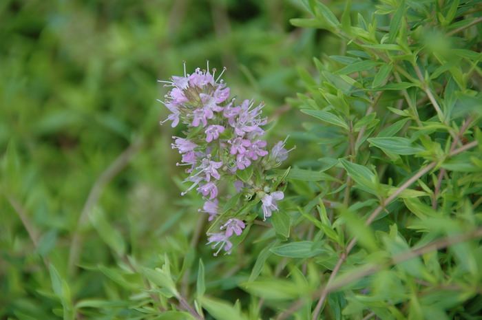 芙蓉菊