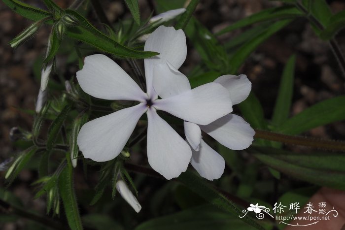 追女生没确定关系送花