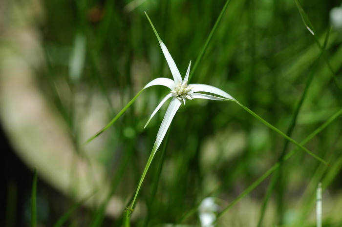 桃花几月份开花