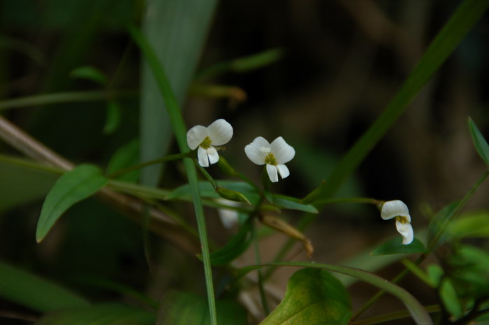 蓝色矢车菊