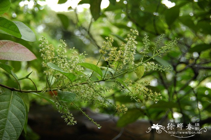 粉花风铃木