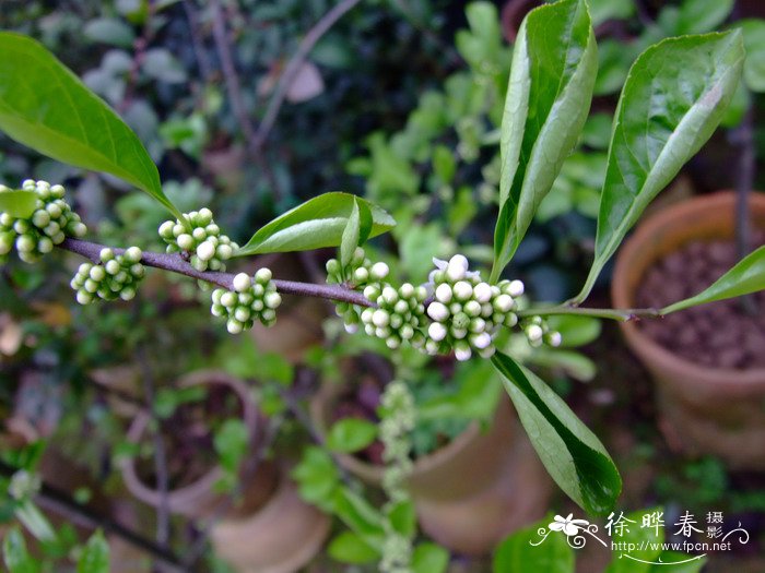 茉莉花花语